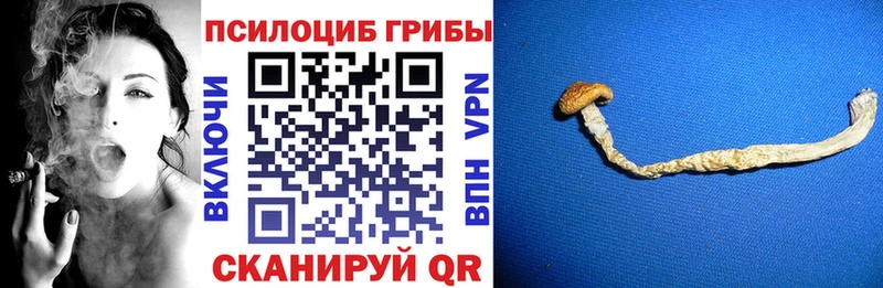 Галлюциногенные грибы Psilocybe  Купить где  Рыбное 